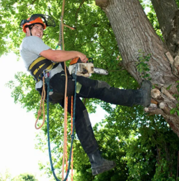 Arborist with safety gear climbing tree in Bloomington