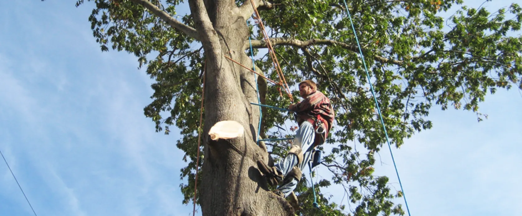 Signs of a Diseased Tree