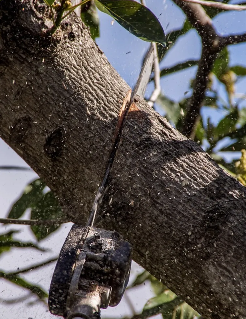 Best Time to Trim Trees in Indiana