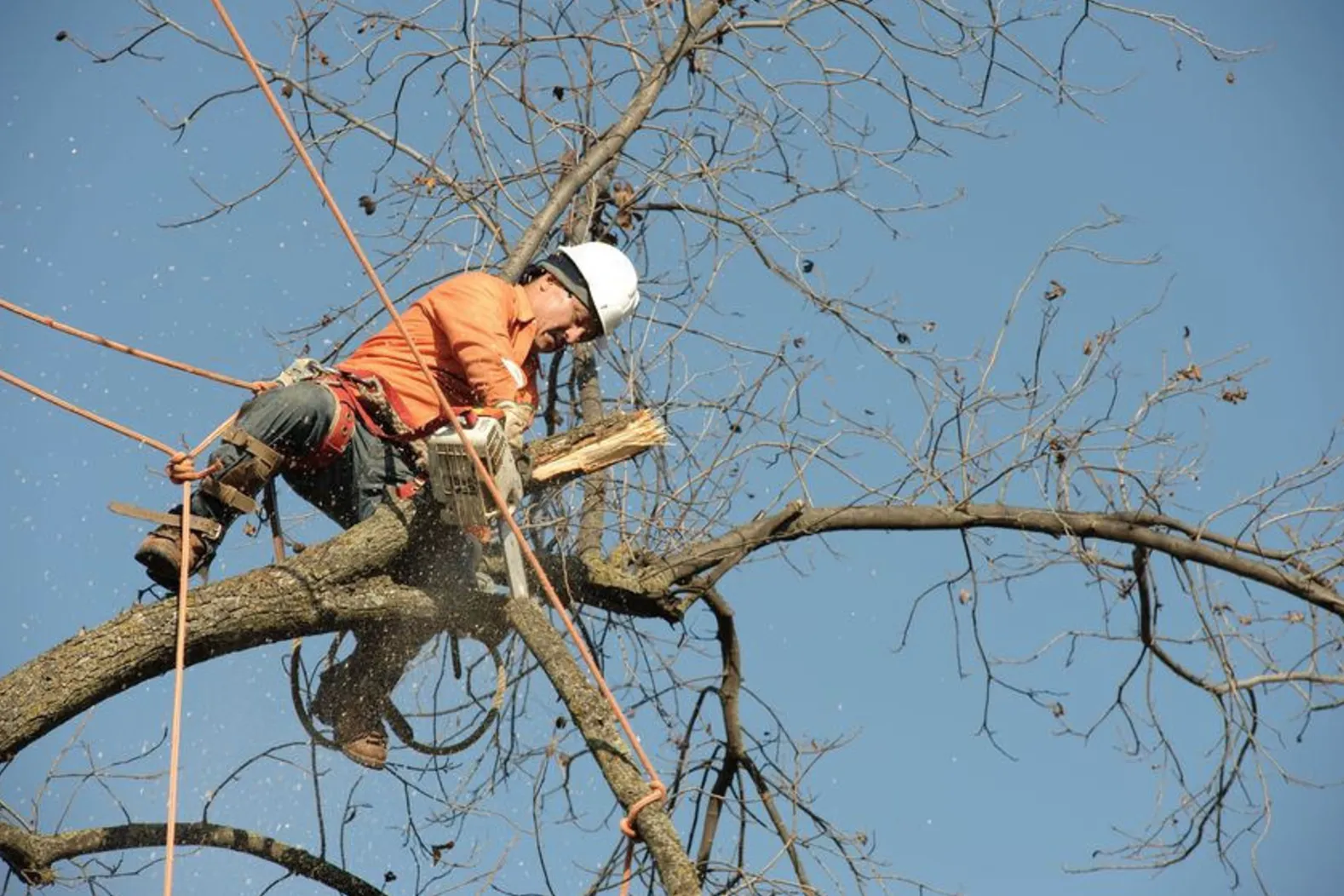 Canopy Pruning